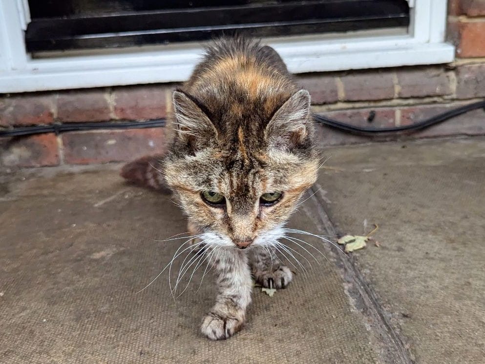 Missing Maida Vale moggie turns up in Waterloo after 14 years